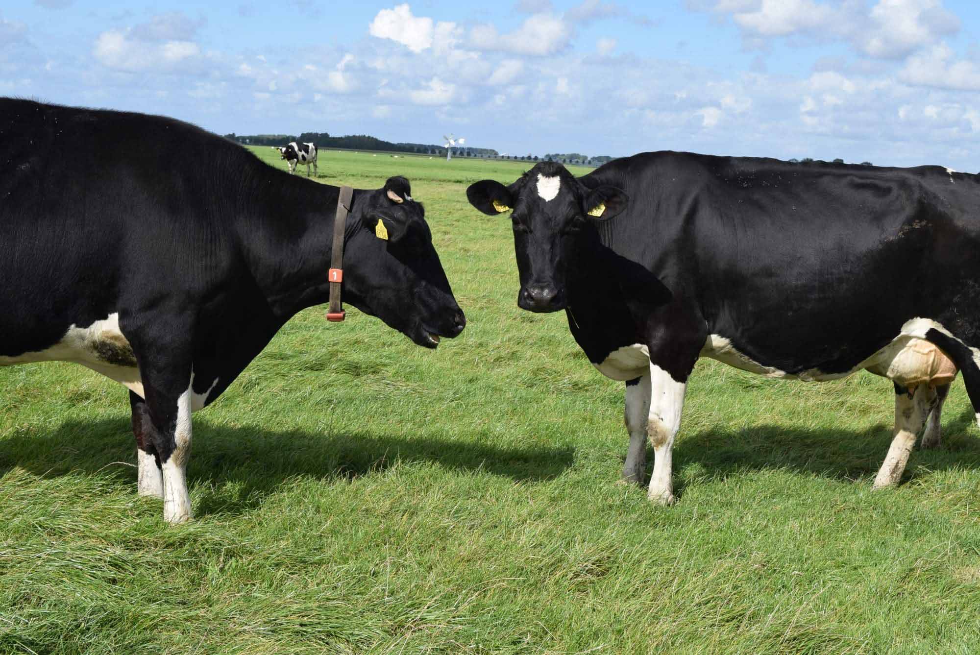 Koeien in het weiland bij Hoeve Bouwlust